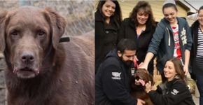 Cachorro reencontra família após passar 5 anos desaparecido