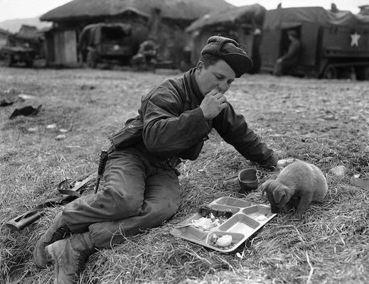 Unip. Dick Powell compartilha sua refeição com um filhote de cachorro. [Guerra da Coréia, c, 1951]