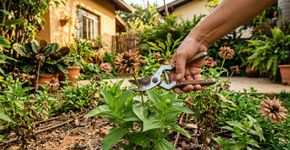 Se o jardim ficou seco e sem cor depois do calor, estas 5 atitudes ajudam a trazê-lo de volta à vida