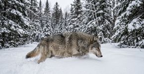 Estudante de Minnesota analisou 10 anos de rastreamento de lobos e descobriu que quanto mais profunda a neve, menos eles se movem