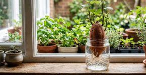 Como plantar batata-doce em vaso usando apenas o tubérculo comprado na feira: o passo a passo simples de brotação na água