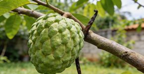 A fruta fácil de descascar que tem sabor de creme de baunilha