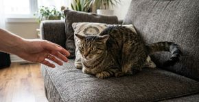 É assim que um gato demonstra que está zangado com você: os donos muitas vezes não entendem