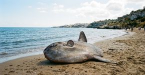 O que parecia uma caminhada rotineira pela costa terminou com a descoberta de um peixe gigante de 2,5 metros de comprimento que impressiona costeiros