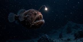 Como os animais conseguem sobreviver nas profundezas do oceano sem luz solar?