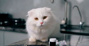Conheça os sintomas do diabetes em animais de estimação