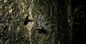 Parece uma mistura de aranha com escorpião e anda pelas paredes à noite, mas sua aparência conta uma história bem diferente do perigo real