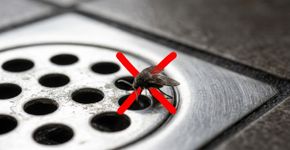 Banheiro com mau cheiro e pequenos insetos voando sem parar? Designer revela a causa principal: trocar uma peça pode resolver