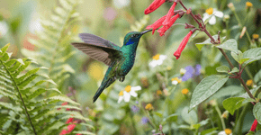 Como esse passarinho consegue ficar parado no ar igual um drone enquanto bebe o néctar das flores