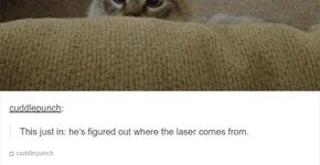 10 publicações sobre gatos que vão te fazer rir