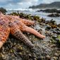 Da redação: Essa estranha criatura do oceano pode recriar partes inteiras do corpo a partir de um fragmento e regenerar braços perdidos