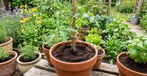 Proteja suas plantas com as borras de café: o truque definitivo e super eficaz para manter os insetos longe do seu jardim