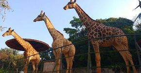 Este zoológico brasileiro tem o maior número de animais raros que você já viu