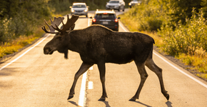 O animal americano que faz um carro de luxo parecer um carrinho de controle remoto