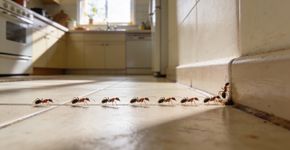 O que significa ter formigas em cada área da casa no feng shui?