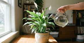 Quatro plantas que nunca mais devem ser regadas com água de torneira segundo especialistas em jardinagem