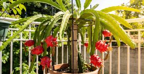 Como cultivar pitaya em casa: Guia fácil para iniciantes