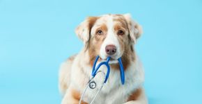 5 mitos sobre os tratamentos de câncer em animais de estimação