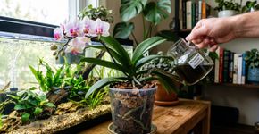 A água de aquário é boa para as orquídeas? E qual a maneira correta de adicioná-la à planta?