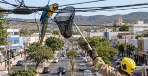 Filhote de arara-canindé fica preso em fios de internet sobre avenida movimentada em Goiás, bombeiros realizam resgate e entregam ave sem ferimentos aparentes a veterinário