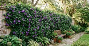 A trepadeira perfeita para o muro: não danifica a estrutura, floresce na primavera e protege a casa do sol forte