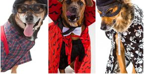 Cãezinhos que estão para adoção participam de ensaio