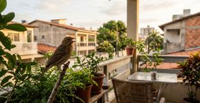 O que significa, do ponto de vista biológico, o canto dos pássaros em sua casa ou jardim?