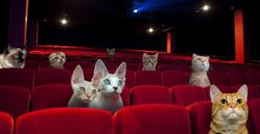 “Cat cinema” tem filmes na companhia de gatos