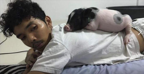 Homem compra mini-porco como pet, mas animal fica maior que ele