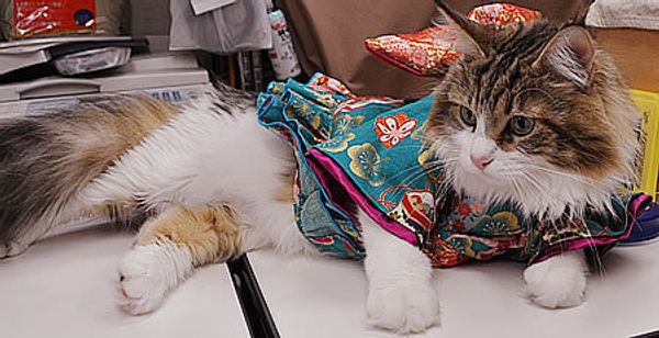 Gatos vestem quimono no Japão/ Imagem: Reprodução/ RocketNews24