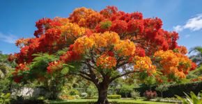 A árvore de fogo é uma das mais belas do mundo. Pode ser cultivada como planta de interior