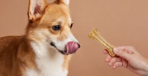 7 erros ao oferecer petiscos aos animais de estimação
