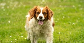 7 raças de cachorro francesas 