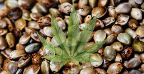 Semente de maconha conquista adeptos de alimentação saudável