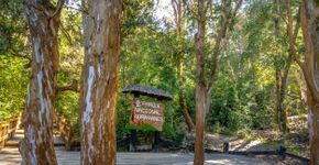 O bosque na Patagônia argentina que virou cenário de uma lenda sobre Walt Disney