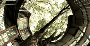 A escola “sem-teto” que foi construída em volta de uma árvore