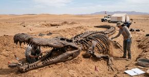 Enterrado a poucos centímetros sob as areias do Saara tunisiano, um fóssil intacto de crocodilo-marinho com 10 metros de comprimento foi encontrado