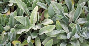 O que é peixinho-da-horta? Conheça a planta comestível que tem gosto peixe