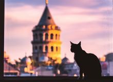 Featured side: Em Istambul, gatos viram atração para quem visita a cidade