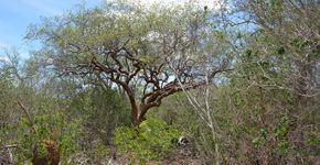 Plantas da Caatinga podem ajudar no combate à dengue