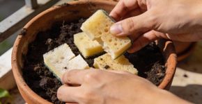 Como esponjas velhas podem se tornar tesouros para suas plantas