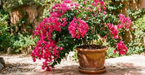 Bougainvillea: o segredo da poda e da adubação para fazer a primavera florir muito mais