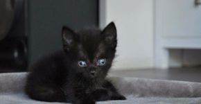 Gatinho especial encontra família que o ama do jeito que é