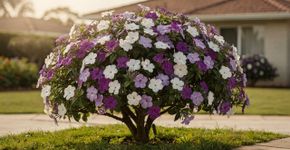 Essa árvore floresce quase o ano inteiro, tem raízes suaves e deixa o jardim com cheiro de primavera