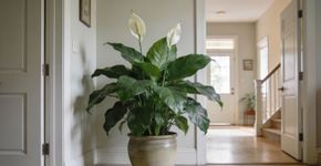 Planta da paz combina beleza, fácil cuidado e aroma suave para deixar sua casa mais calma e saudável