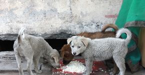 Animais que vivem na rua sofrem após isolamento por coronavírus