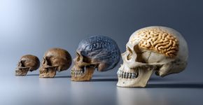 O motivo revolucionário do por que cérebros humanos evoluem mais rapido