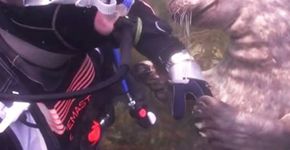 Foca pede carinho para mergulhador e vídeo viraliza na web