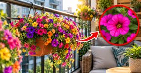 Cresce bem em vaso, ocupa pouco lugar e deixa a varanda cheia de flores: a planta ideal para ambientes pequenos