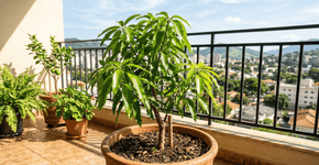 A fruta que era o lanche debaixo do pé nas férias de verão e que hoje traz aquele perfume de infância para a sua varanda todos os dias